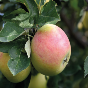 Goodland Apple