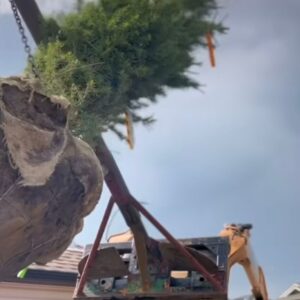 Tree Removal