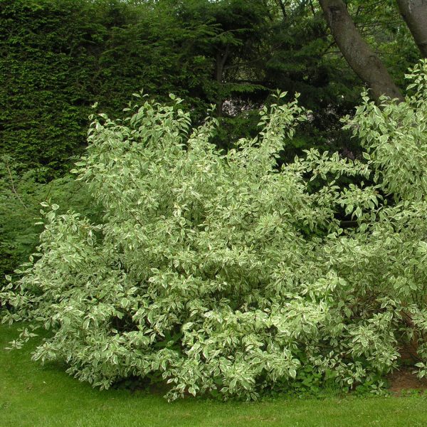Ivory Halo Dogwood