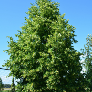 Dropmore Linden