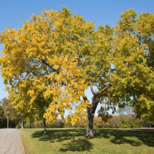 American Elm