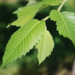 Patmore Elm