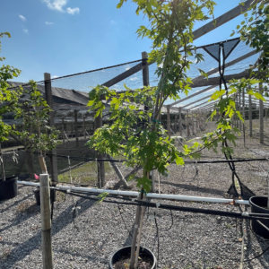 Silver Cloud Maple