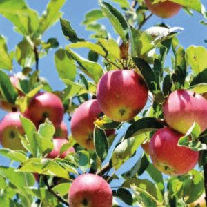 Battleford Apple