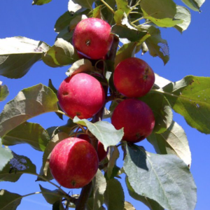 Rescue Apple-Crab