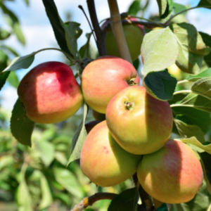 September Ruby Apple