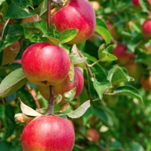 Combo apple