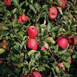 Fall Red Apple