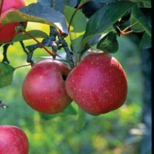 Harcourt Apple Tree