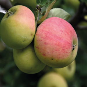 Norland Apple