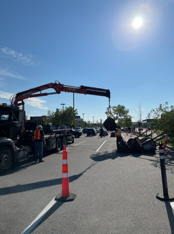 Tree Delivery