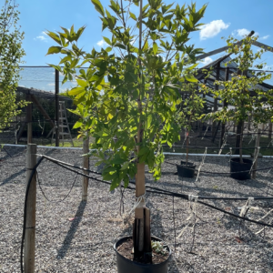 Ohio Buckeye