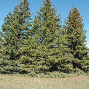 White Spruce