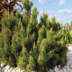 Mugo Pine