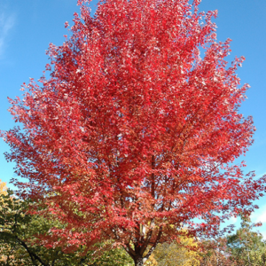 Autumn Blaze Maple Acer