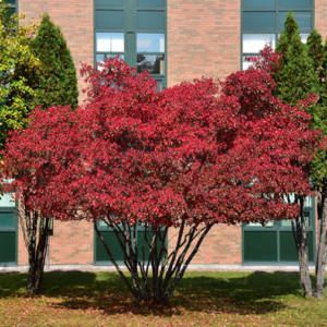 Amur Maple