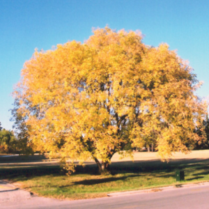 Boxelder Acer negundo