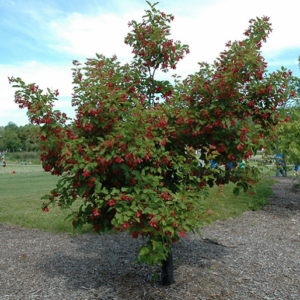 Tatarian Maple