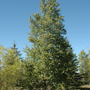 Paper Birch