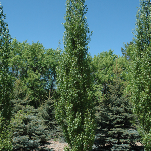Parkland Pillar Japanese White Birch