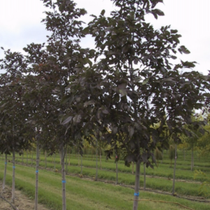 Calypso White Ash