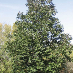 Tuxedo White Ash