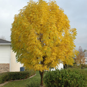 Manchurian ash