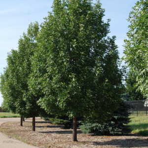 Prairie Spire Green Ash