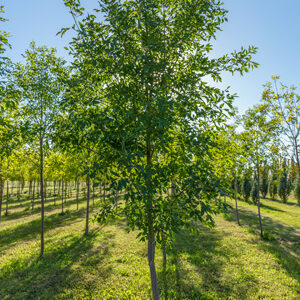Trojan Green Ash