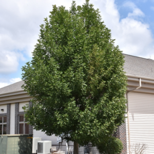 Patmore Green Ash