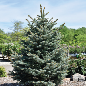 Bakeri Blue Spruce