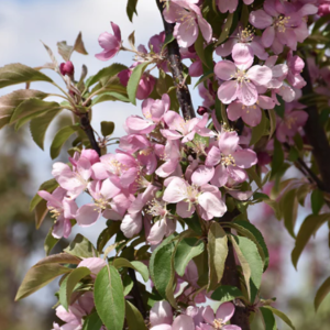 Emerald Spire® Flowering Crabapple