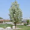 Trees – Alberta Tree Farms