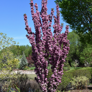 Purple Spire® Columnar Crabapple