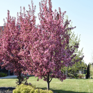 Pink Spires Flowering Crab