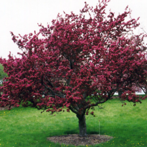 Profusion Flowering Crab