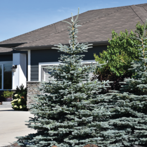 Baby  Blue Spruce