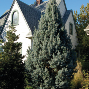 Columnar Blue Spruce