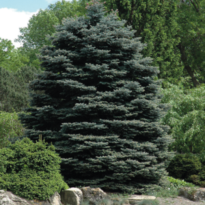 Fat Albert Blue Spruce