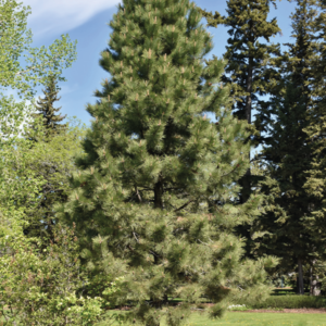 Ponderosa Pine