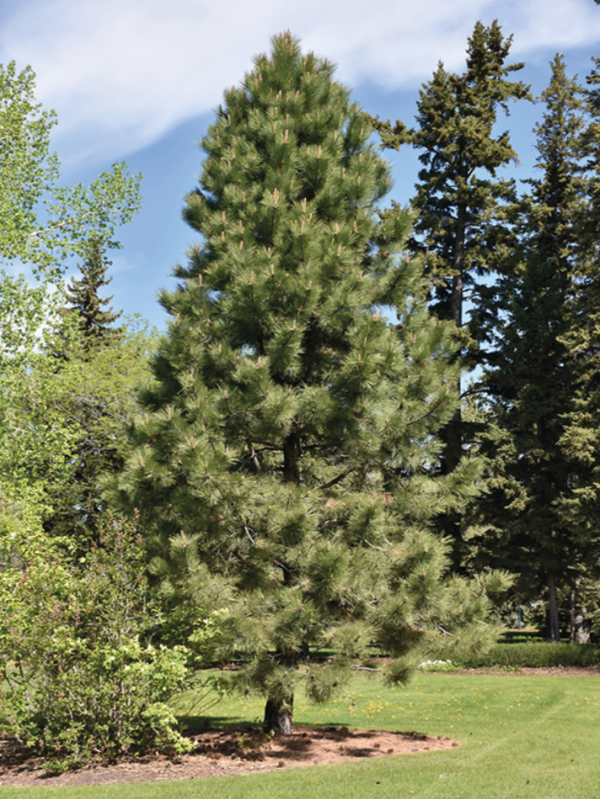 Ponderosa Pine
