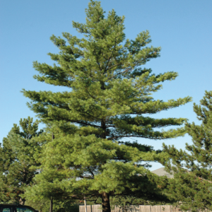 Lodgepole Pine