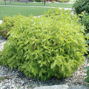 Prairie Fire Dogwood