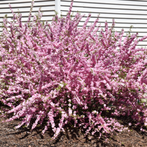 Double Flowering Plum