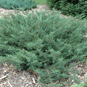Alpine Carpet Juniper