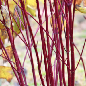 Red Osier Dogwood