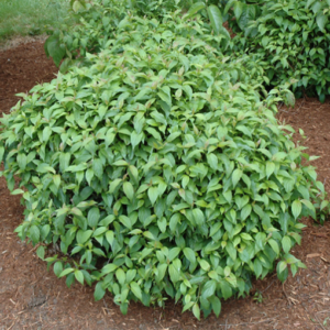 Kelsey Dogwood.