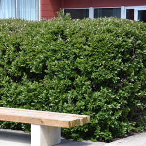 Hedge Cotoneaster