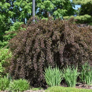 Summer Wine® Ninebark