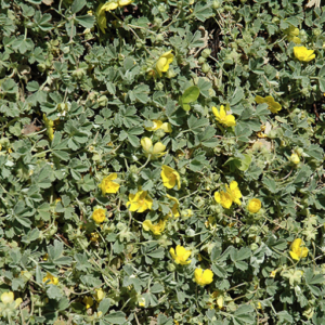 Abbotswood Cinquefoil
